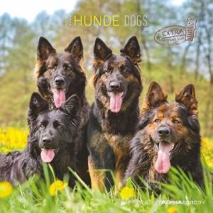 Hunde 2025'ın resmi